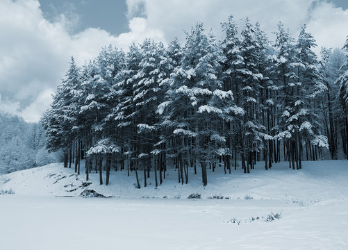 Fototapeta pines tonemapped