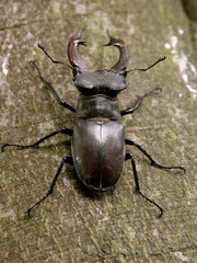 hirschkäfer