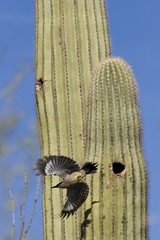 desert flicker