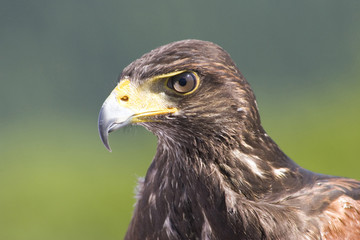 hawk