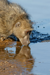 baboon drinking