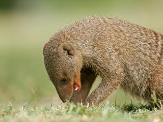 banded mongoose