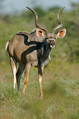 kudu antelope