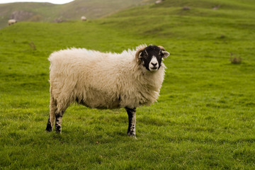 yorkshire dales sheep
