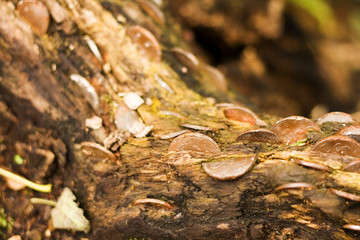 money log
