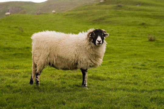 Yorkshire Dales Sheep