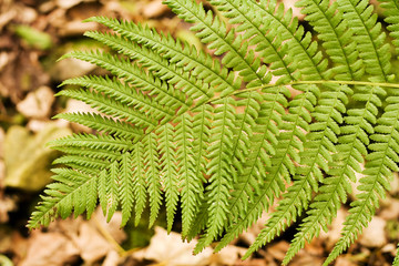 fern leaf