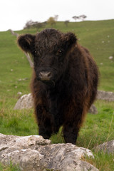 Fototapeta premium moo cows