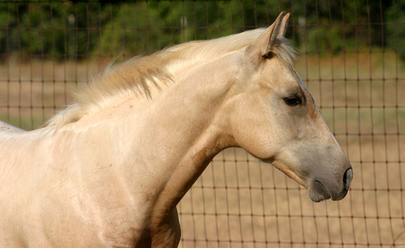 Palomino Horse