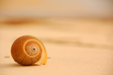 lone shell on beach