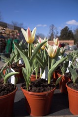 potted tulips