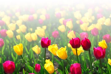 Crédence de cuisine en verre imprimé Tulipe champ de tulipes