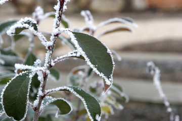 feuille gelée