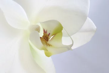 Papier Peint photo autocollant Orchidée orchidée fermer fleur blanc bloom printemps pétale
