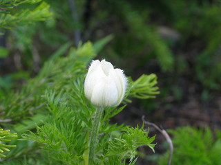 white alpine flower