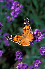 Distelfalter, Schmetterling, an Lavendel, Hochformat, Textraum, copy space