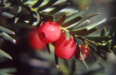 albero della morte © massimo sturnega