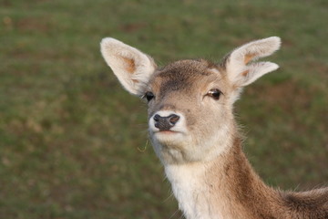 biche intriguée