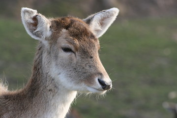 daim