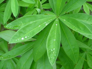 green leaves
