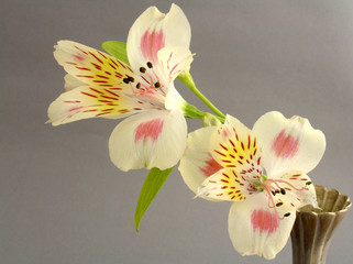 alstroemeria