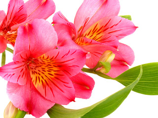 alstroemeria