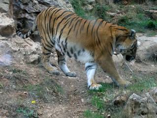 tigre