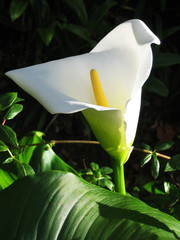 calla