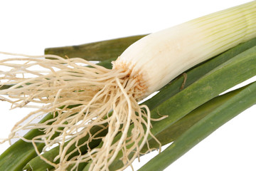 leek