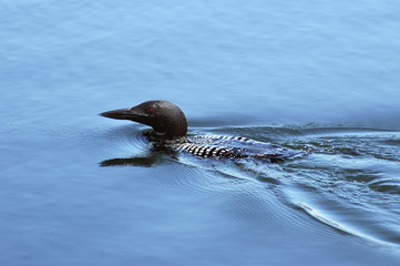 Obraz premium common loon