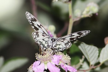 papillon 040