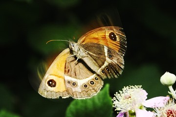 papillon orange. © Jacques Ribieff 
