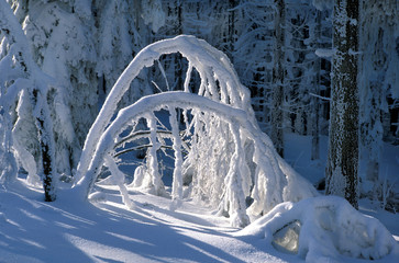 Wintertraum, tief verschneite Bäume im Winter, copy space
