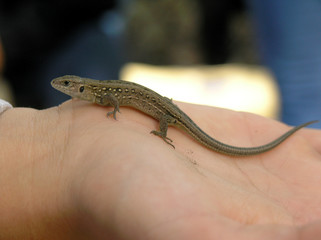 lizard