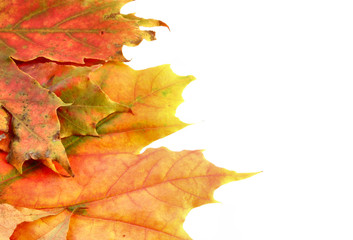 fall leaves with copy space