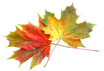 two maple leaves