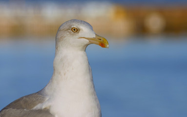 majestic seagull