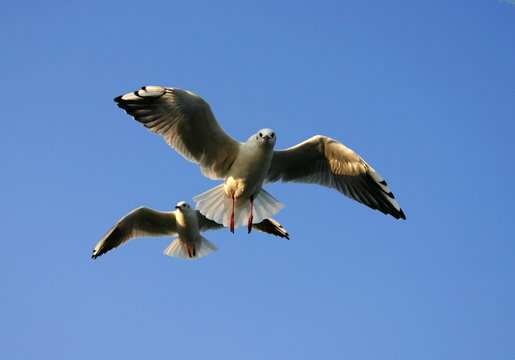 seagulls attack