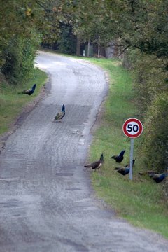 les paons traversent la route