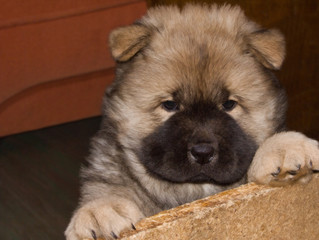 thoroughbred puppy of a chow breed