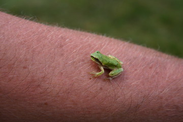 grenouille sur bras