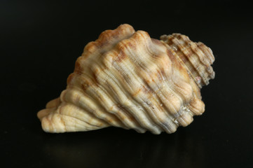 shell macro