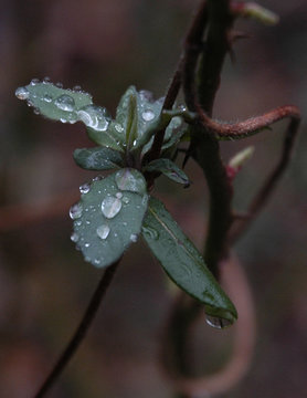 valley green vine