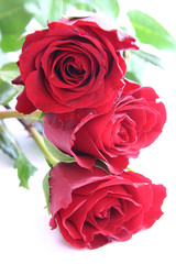 red roses
