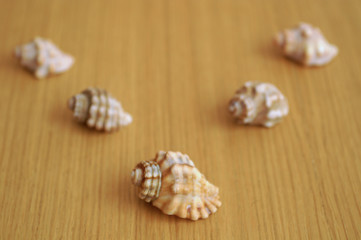 shell formation