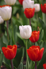 les tulipes