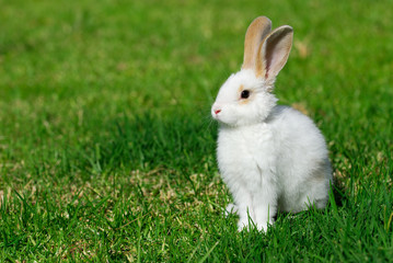 Naklejka premium biały królik na trawie