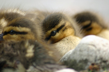 les poussins © lucastor