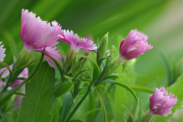 Obraz premium les fleurs