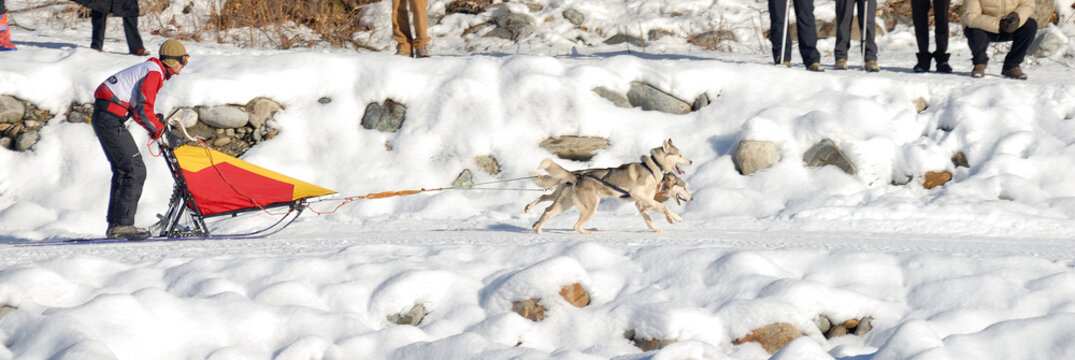 sleddog run